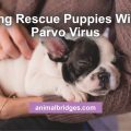 Helping puppies with Parvo virus healing touch