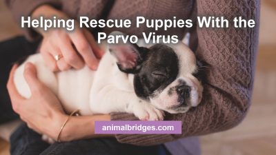 Helping puppies with Parvo virus healing touch