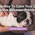 Simple way to calm your dog & resolve behavior problems