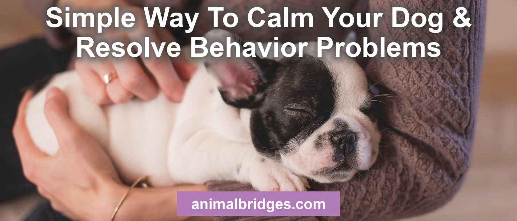 Simple way to calm your dog & resolve behavior problems