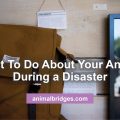 What to do with your pet during a national disaster