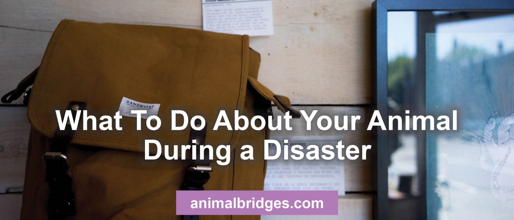 What to do with your pet during a national disaster