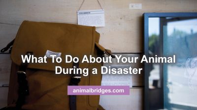 What to do with your pet during a national disaster