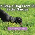 How to stop a dog from digging in the garden