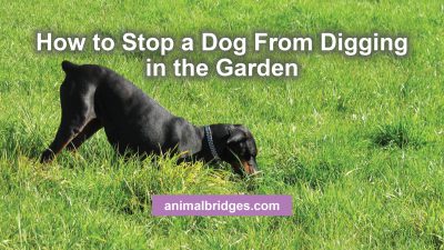 How to stop a dog from digging in the garden