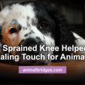 Dog's sprained knee helped with healing touch for animals