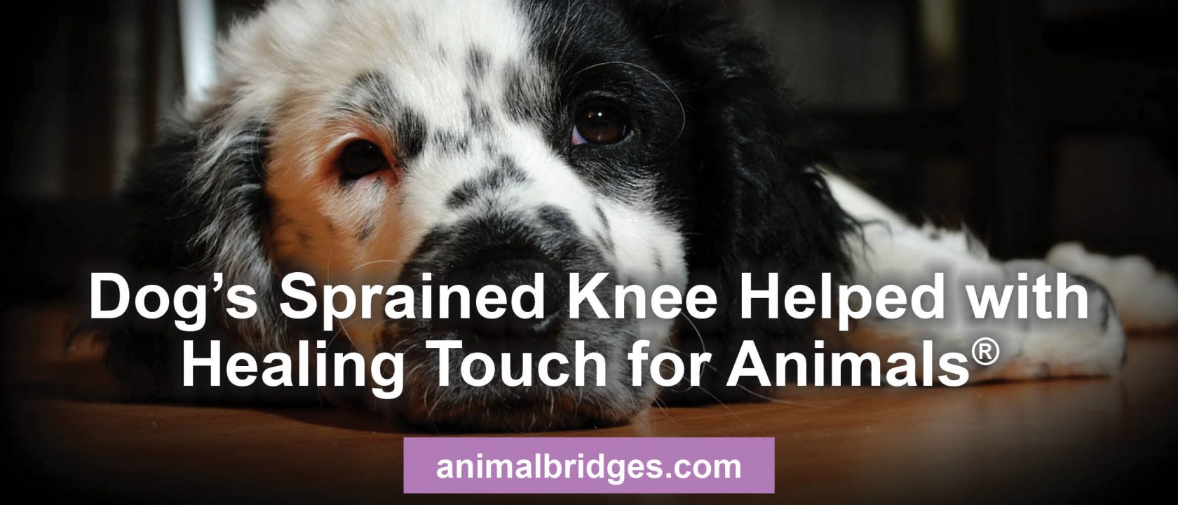 Dog's sprained knee helped with healing touch for animals