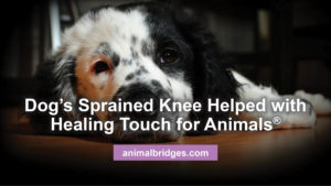 Dog's sprained knee helped with healing touch for animals