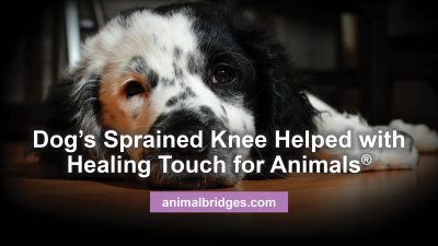 Dog's sprained knee helped with healing touch for animals