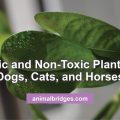 Toxic and non-toxic plans for pets