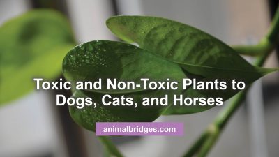 Toxic and non-toxic plans for pets