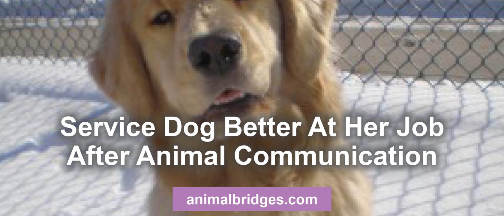 Service dog and animal communication