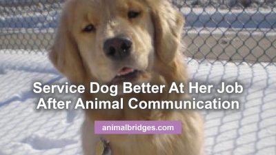 Service dog and animal communication