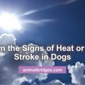 Signs of heat or sun stroke in dogs