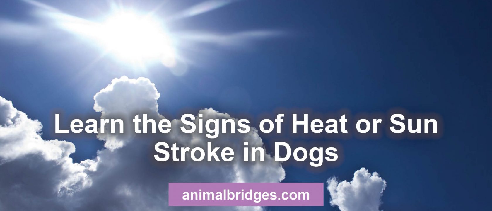 Signs of heat or sun stroke in dogs