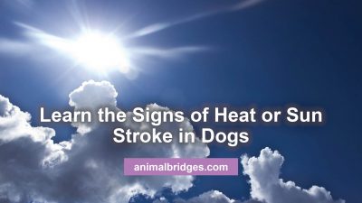 Signs of heat or sun stroke in dogs