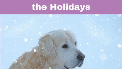 Tips to Reduce Stress for Your Dog & Cat During the Holidays