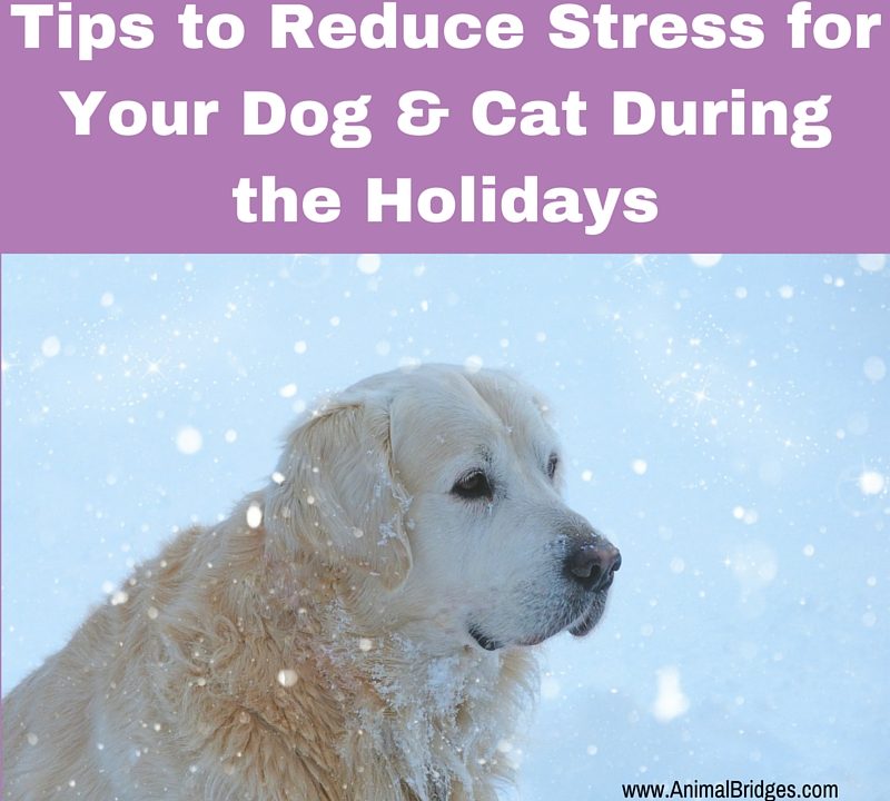 Tips to Reduce Stress for Your Dog & Cat During the Holidays