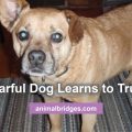 fearful dog animal communication