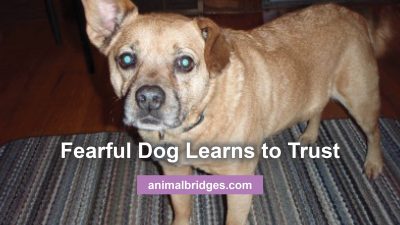 fearful dog animal communication