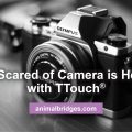 Dog scared of camera is helped by Ttouch