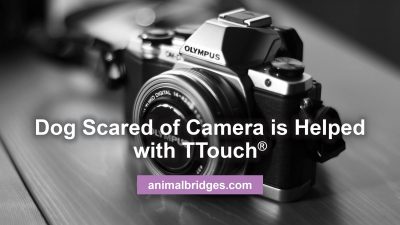 Dog scared of camera is helped by Ttouch