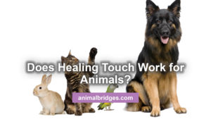 healing touch for animals