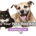 Your Pet's Best Advocate