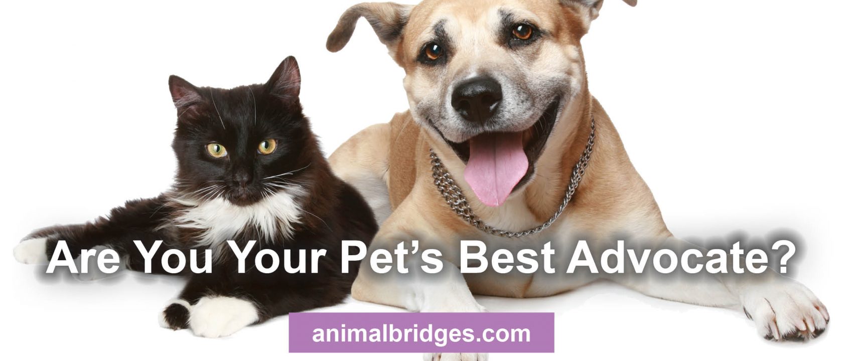 Your Pet's Best Advocate