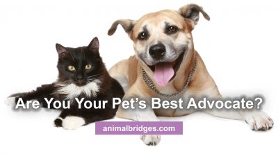 Your Pet's Best Advocate