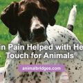 Dog in pain helped with Healing Touch for Animals.