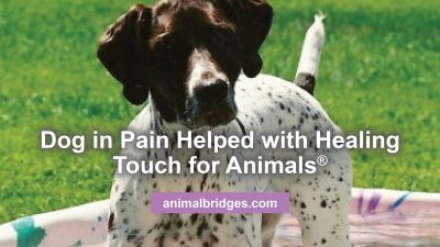 Dog in pain helped with Healing Touch for Animals.