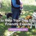 8 tips to help your dog enjoy dog friendly events