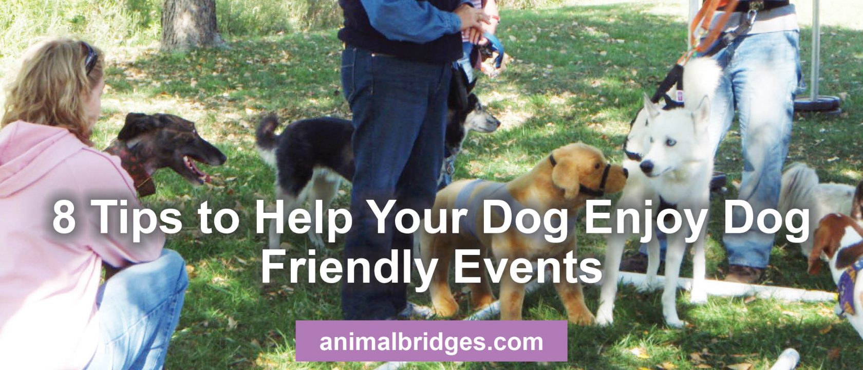 8 tips to help your dog enjoy dog friendly events