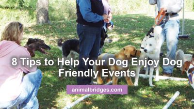 8 tips to help your dog enjoy dog friendly events