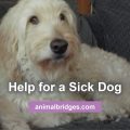 Testimonial on help for a sick dog