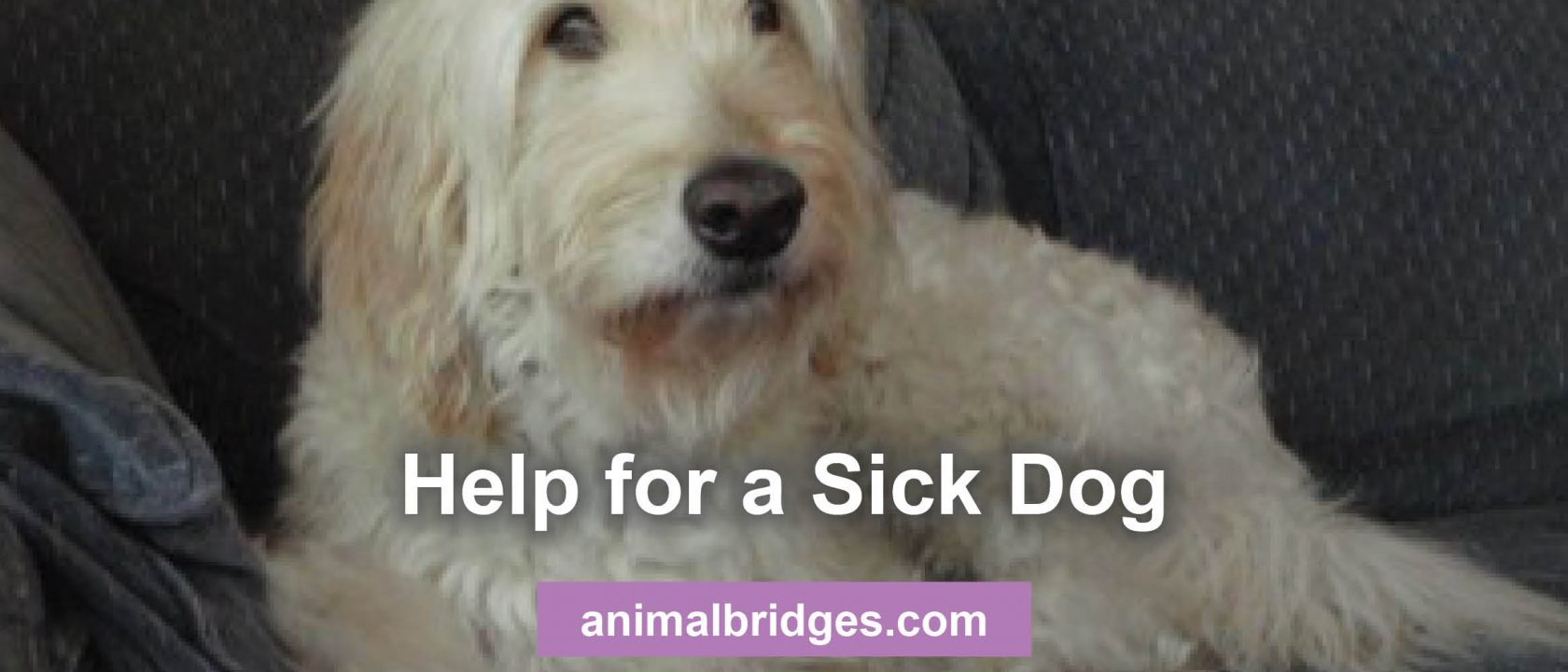 Testimonial on help for a sick dog