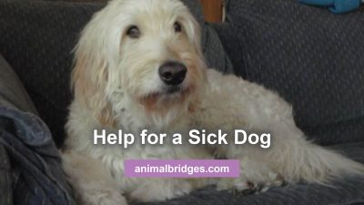 Testimonial on help for a sick dog