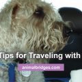 Traveling with pet tips