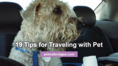 Traveling with pet tips