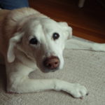 animal communicator tips for senior dog