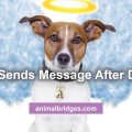 Pet death animal communication