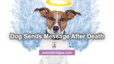 Pet death animal communication