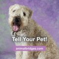 Tell your pet! Animal communication