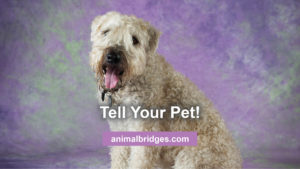 Tell your pet! Animal communication