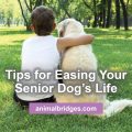 Tips for easing your senior dog's life