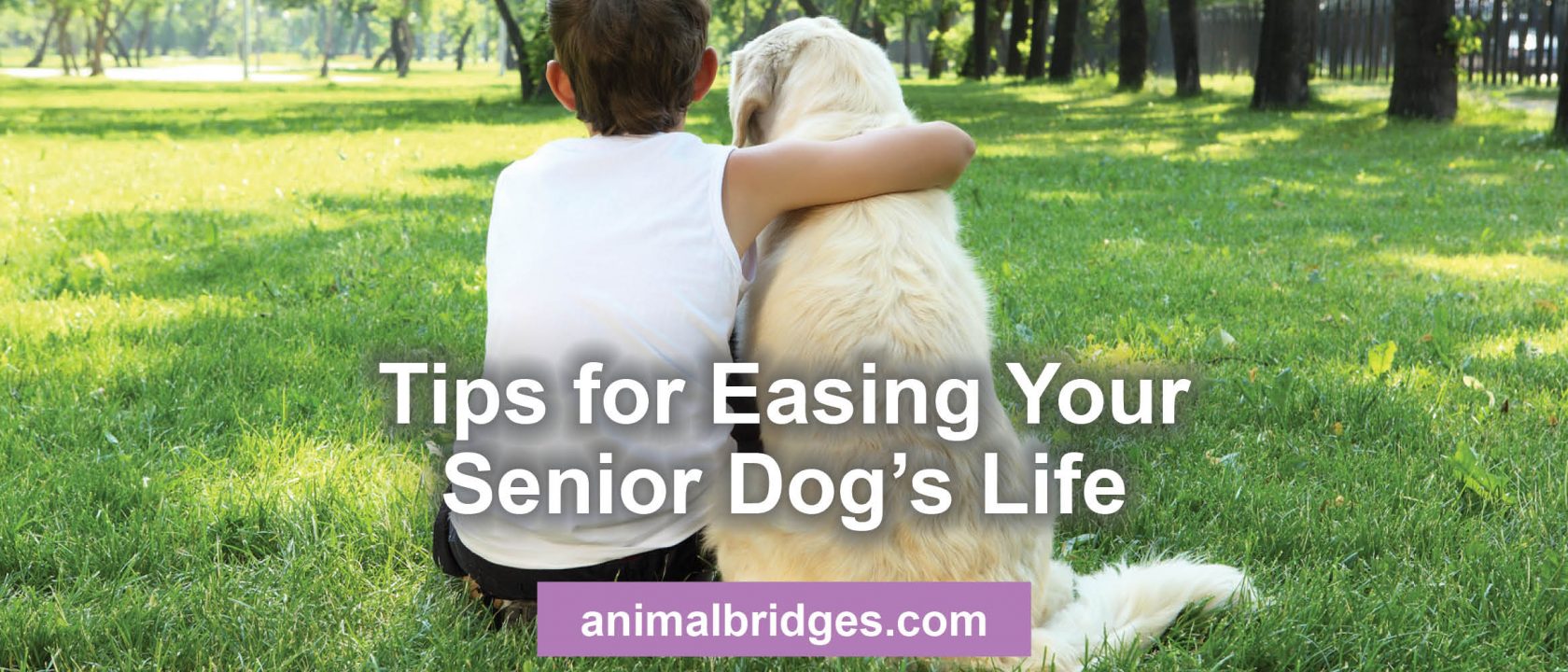 Tips for easing your senior dog's life