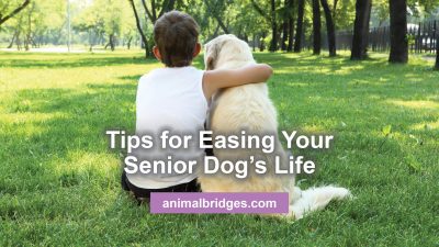 Tips for easing your senior dog's life