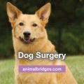 Dog surgery and healing touch for animals