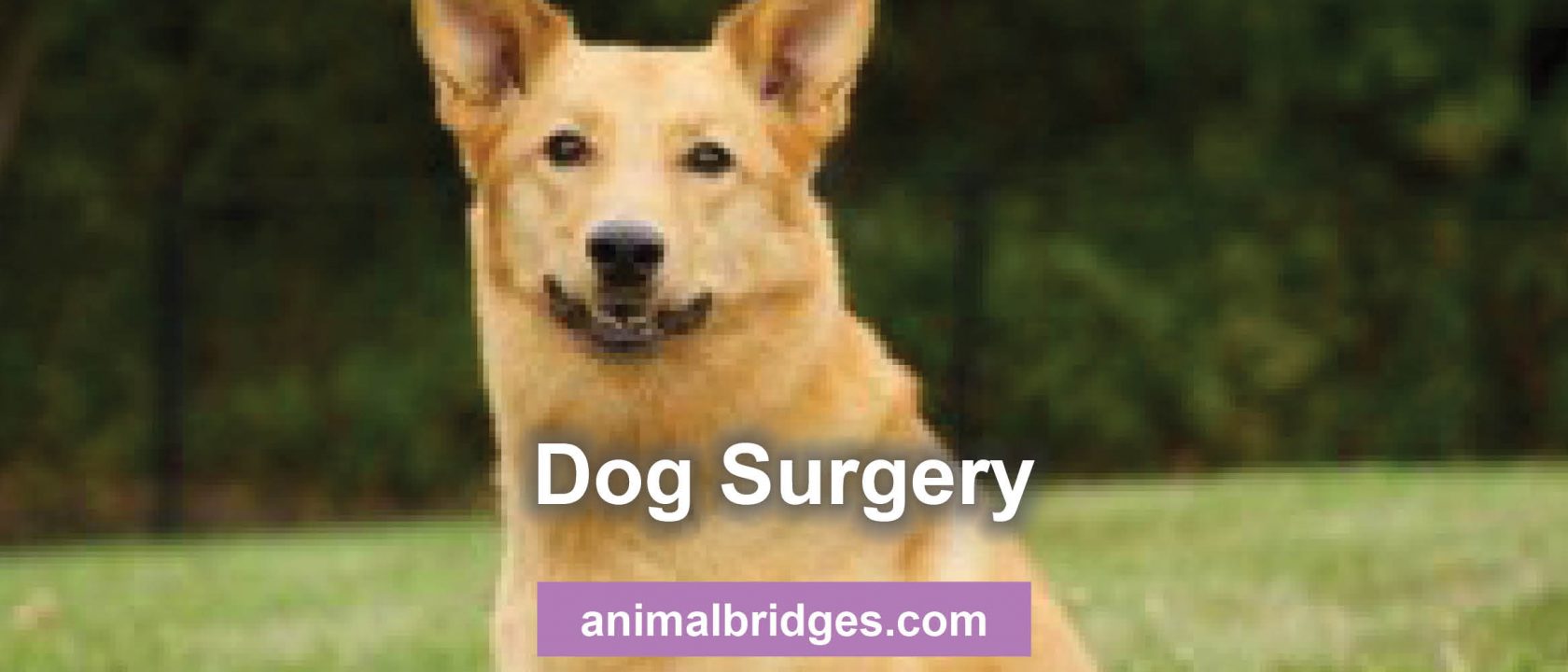 Dog surgery and healing touch for animals